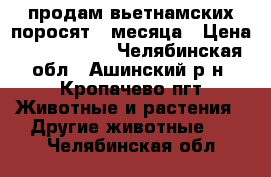 продам вьетнамских поросят 4 месяца › Цена ­ 3000-3500 - Челябинская обл., Ашинский р-н, Кропачево пгт Животные и растения » Другие животные   . Челябинская обл.